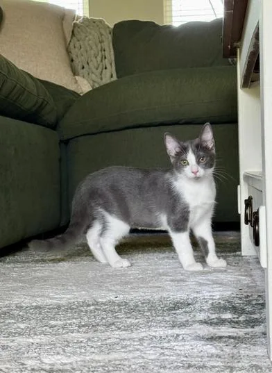 A baby medium-sized female Gray & White Domestic Short Hair cat named Moro for adoption in Liverpool, TX