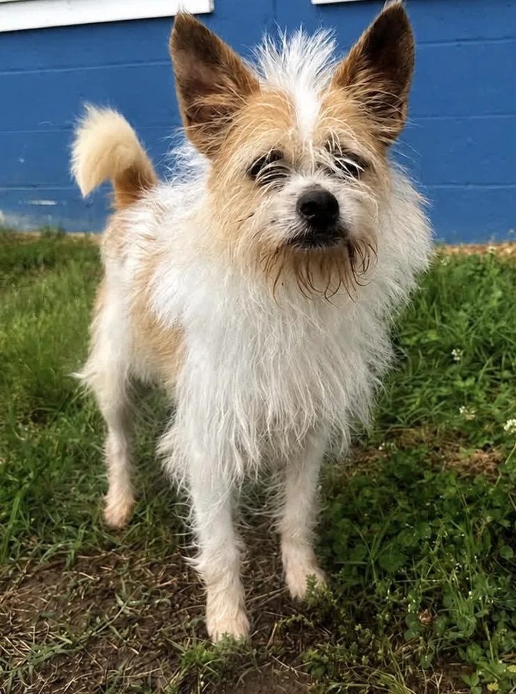 An adult small-sized male White / Cream Jack Russell Terrier dog named Desmond for adoption in Waldorf, MD