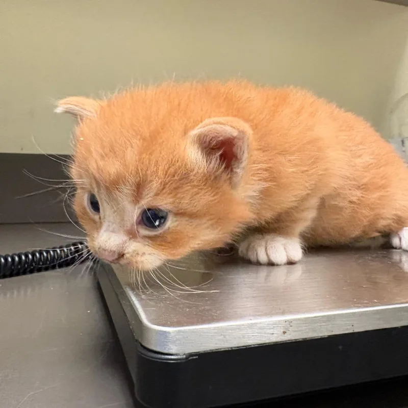 A baby small-sized male Orange / Red Domestic Short Hair cat named Tango for adoption in Columbus, GA