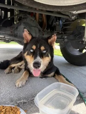 An adult large-sized male Siberian Husky dog named Snape for adoption in Saint Cloud, FL