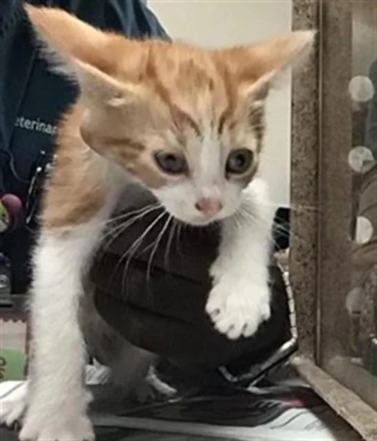 A baby small-sized female Domestic Short Hair cat named Ginger Spice for adoption in Riverside, CA
