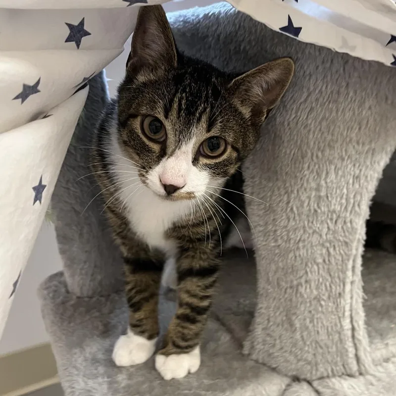 A baby medium-sized male Black Domestic Short Hair cat named Boo Berry for adoption in Bedford, NH