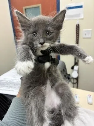 A baby medium-sized female Gray & White Domestic Short Hair cat named Maeby Funke for adoption in Charleston, SC