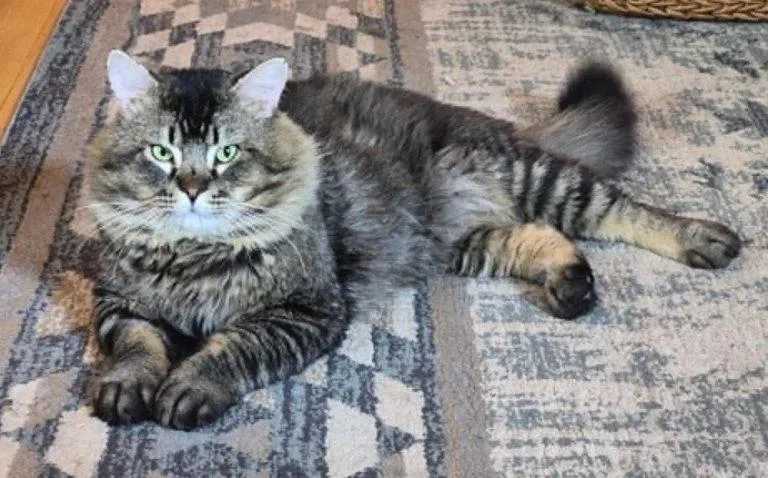 A young large-sized male Tabby (Gray / Blue / Silver) Domestic Long Hair cat named Harley for adoption in Anchorage, AK