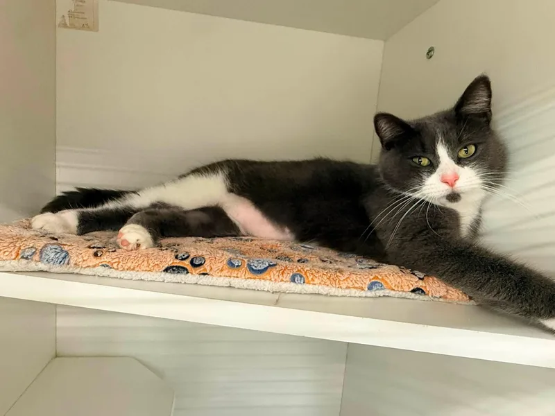 A young medium-sized female Gray & White Domestic Short Hair cat named Bread for adoption in Cleveland, OH
