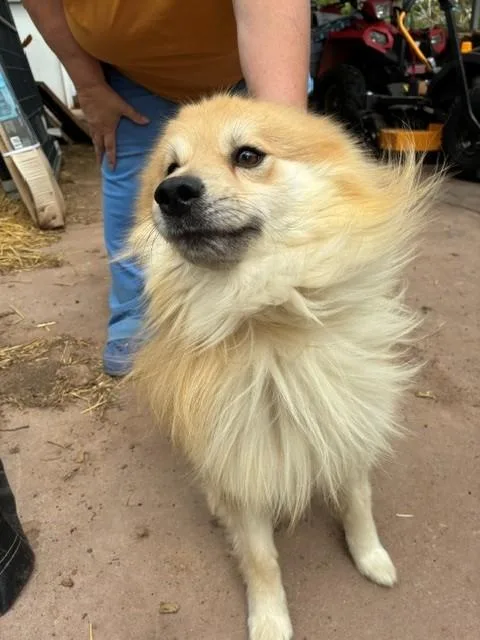 Chewbacca