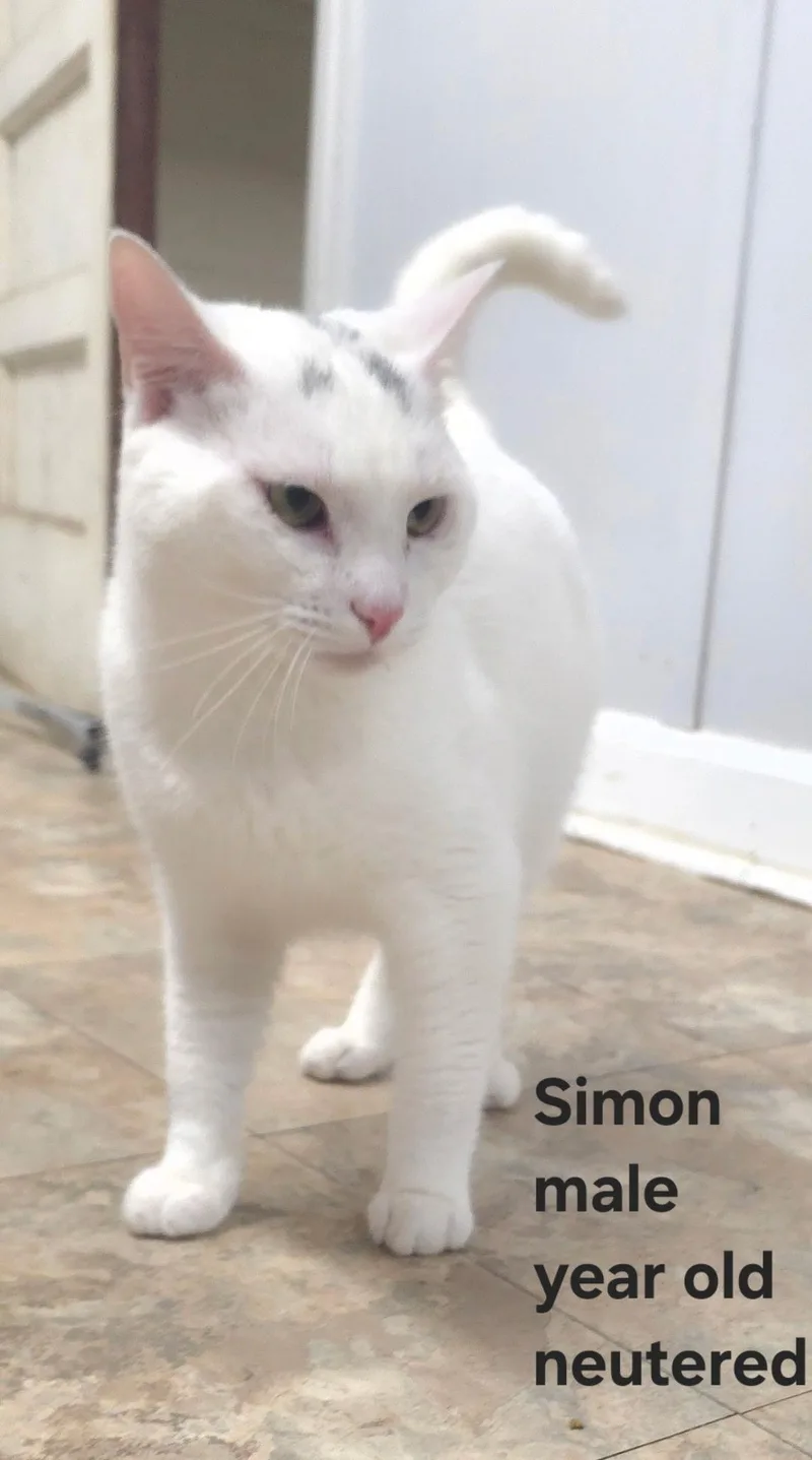 Simon
