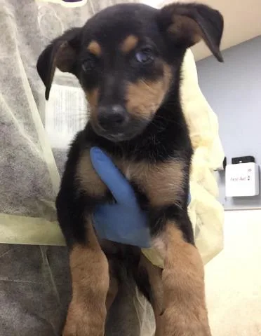 A baby small-sized female German Shepherd Dog dog named Ghosty for adoption in Riverside, CA