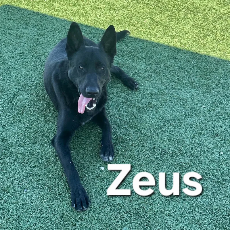 Zeus thumbnail 6