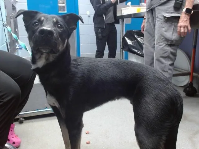 A young medium-sized male German Shepherd Dog dog named Sage for adoption in Albuquerque, NM