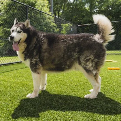 An adult large-sized male Black Husky dog named Fergus for adoption in Atlanta, GA