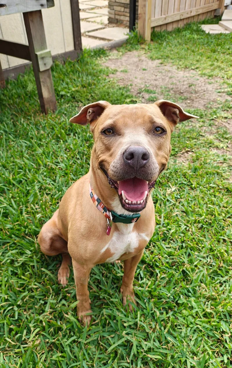 An adult medium-sized female Yellow / Tan / Blond / Fawn American Staffordshire Terrier dog named Lilly for adoption in Richmond, TX