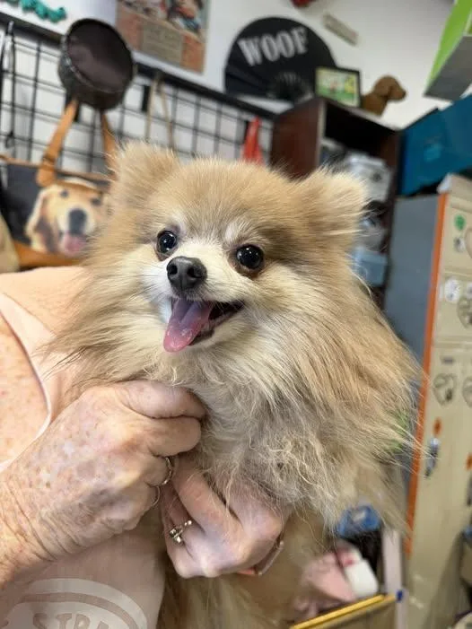 Pompom