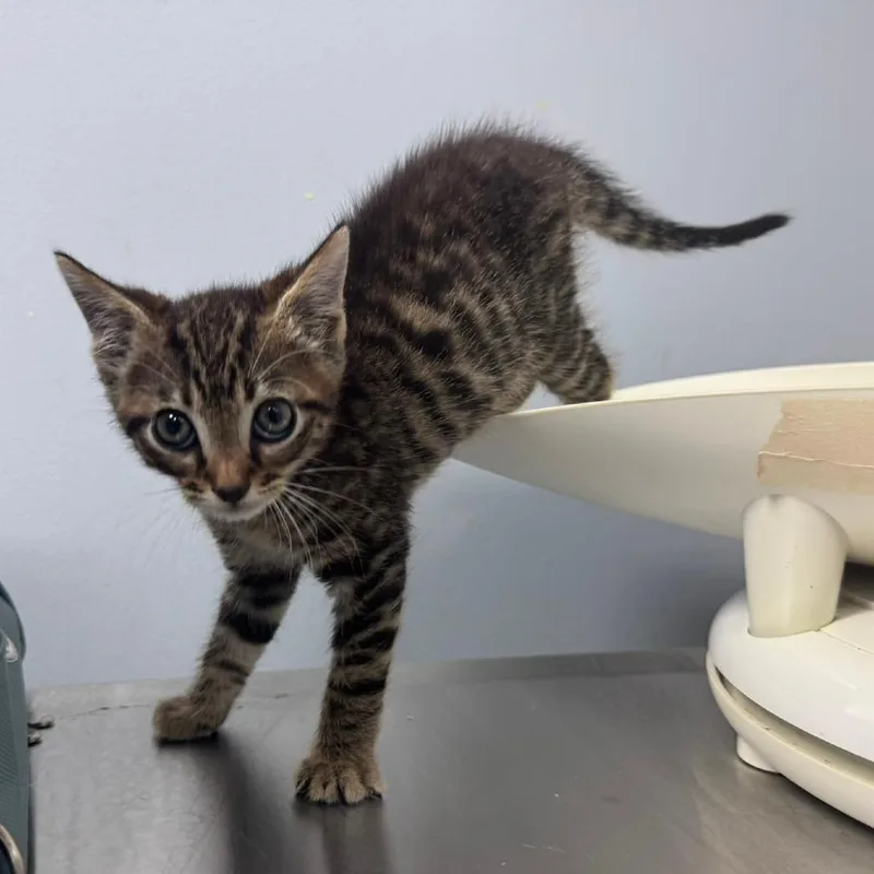 A baby small-sized male Gray / Blue / Silver Domestic Short Hair cat named Toby for adoption in Columbus, GA