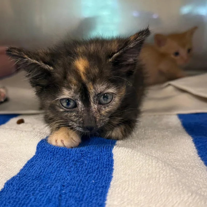 A baby small-sized female Tortoiseshell Domestic Short Hair cat named Bandita for adoption in Lake Panasoffkee, FL