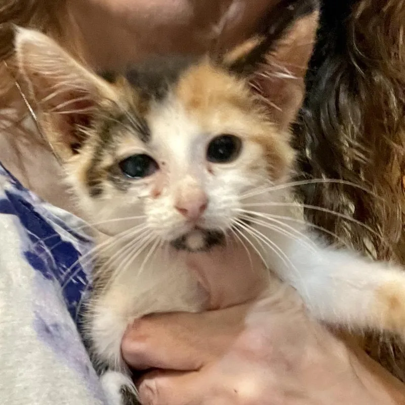 A baby small-sized female Calico Domestic Short Hair cat named Mabel for adoption in Springboro, OH