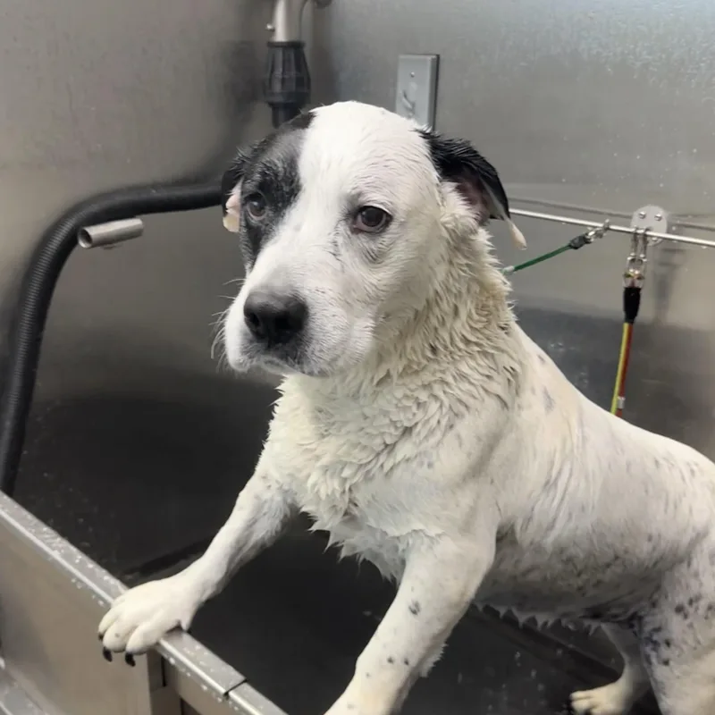 A senior large-sized female Black American Bulldog dog named Savannah for adoption in Columbia, SC