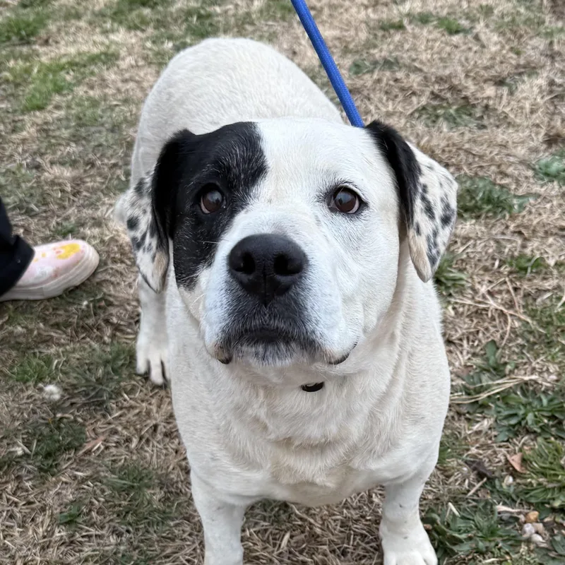 Savannah thumbnail 4