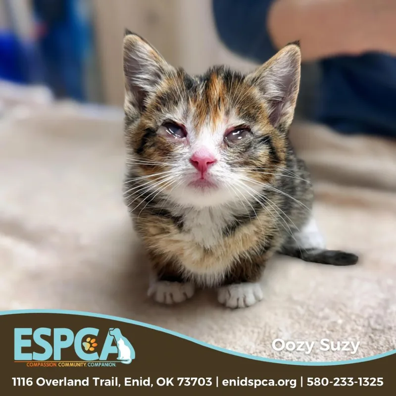 A baby small-sized female Calico Domestic Short Hair cat named Oozy Suzy for adoption in Enid, OK