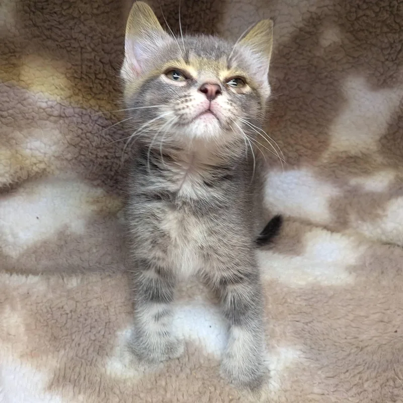 A baby small-sized female Tabby (Gray / Blue / Silver) Extra-Toes Cat / Hemingway Polydactyl cat named Paradise for adoption in Clarksville, TN