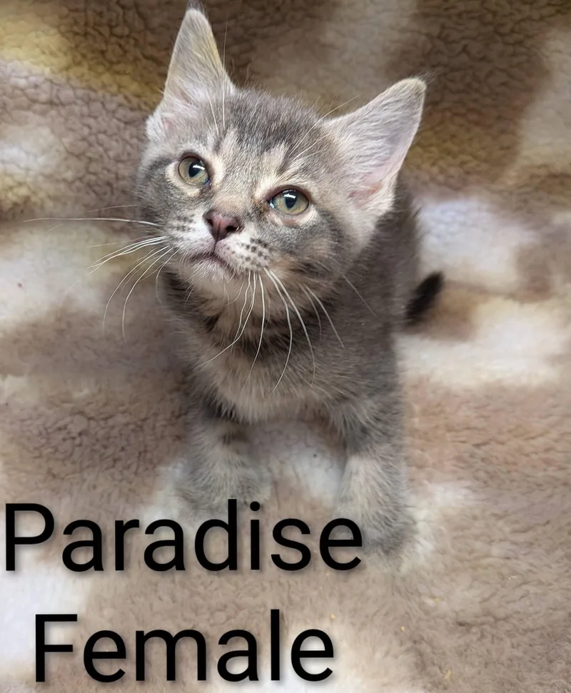 Paradise thumbnail 2