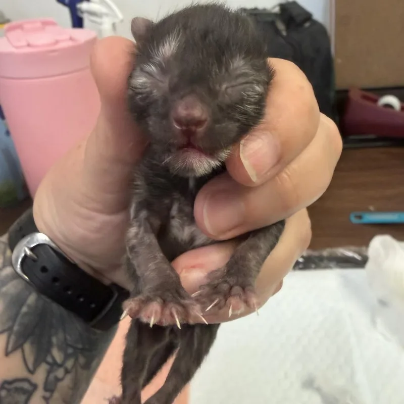 A baby small-sized female Calico Domestic Short Hair cat named Seraphina for adoption in Marion, VA