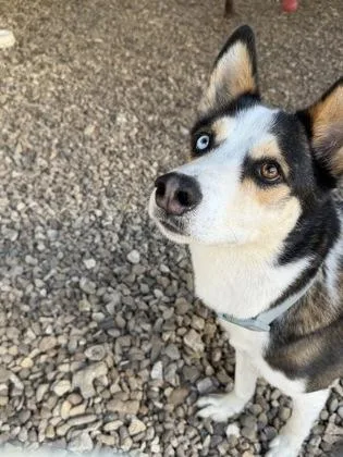 An adult medium-sized male Tricolor (Brown, Black, & White) Husky dog named Rocket for adoption in Plano, TX