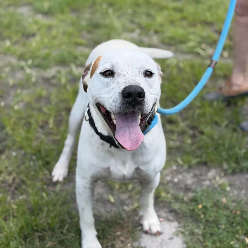 An adult medium-sized male Pit Bull Terrier dog named Hitman for adoption in Gloucester, VA