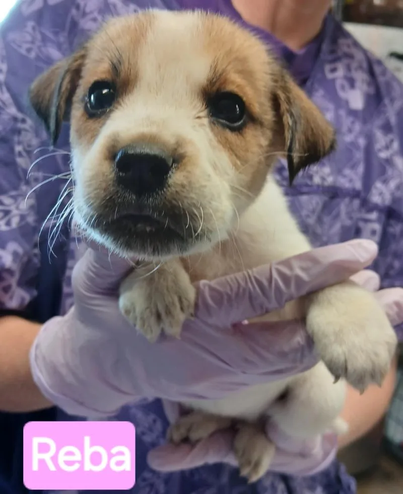 A baby small-sized female Australian Cattle Dog / Blue Heeler dog named Reba for adoption in Mena, AR