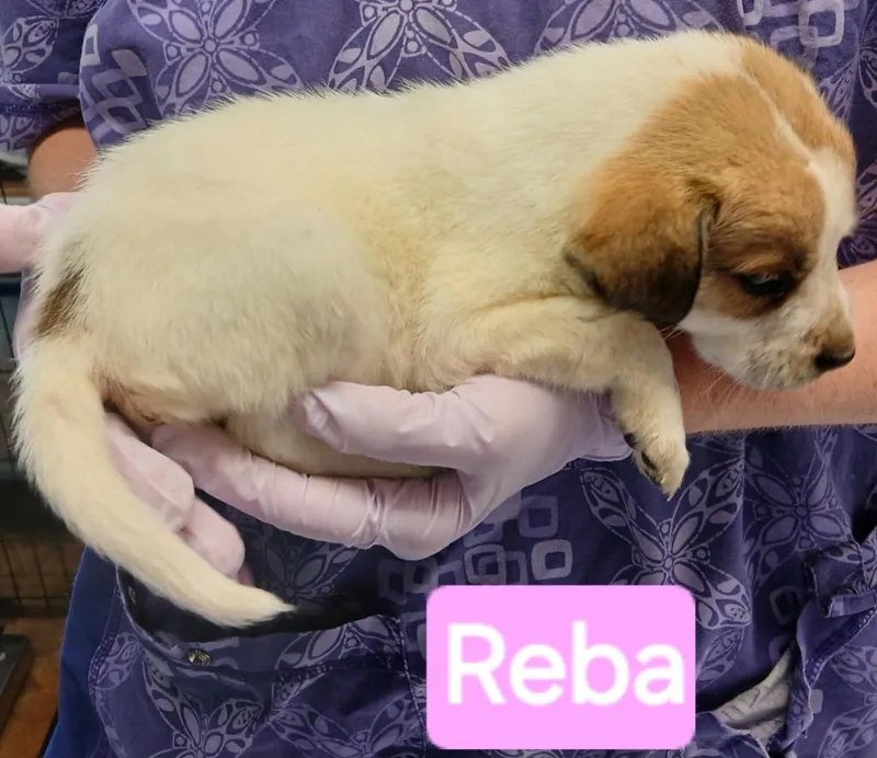 Reba thumbnail 2