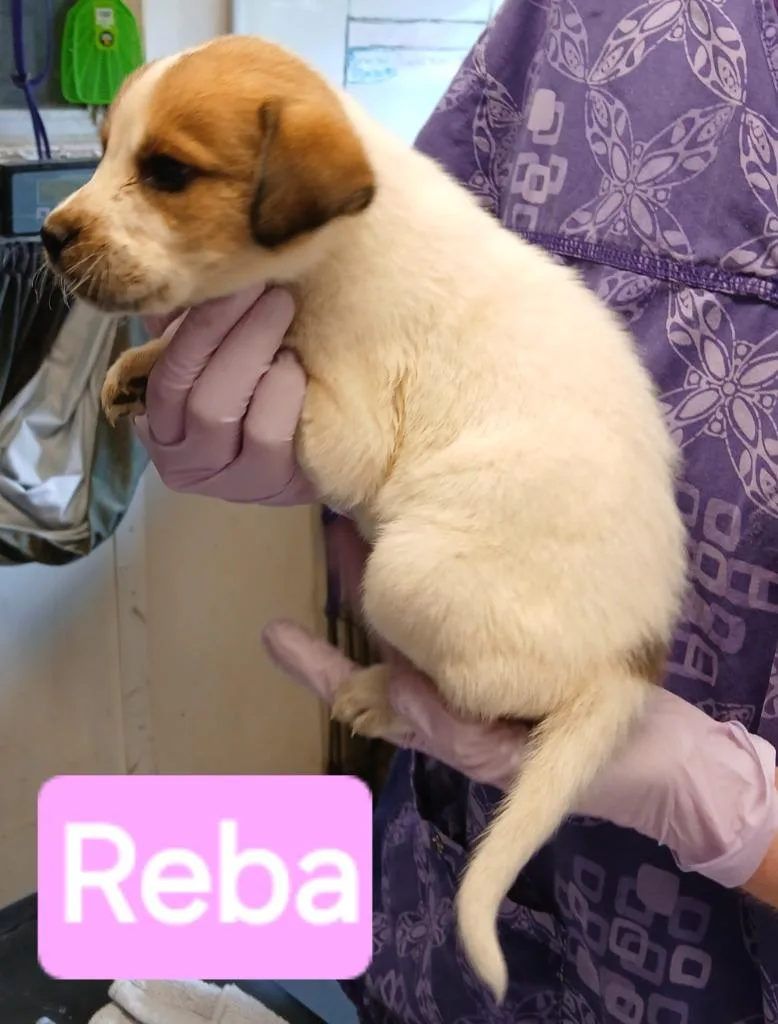 Reba thumbnail 3