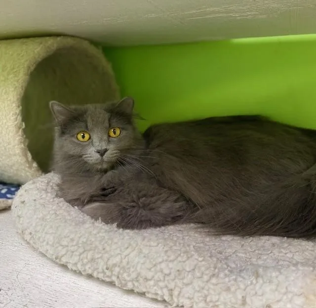 An adult small-sized female Gray / Blue / Silver Domestic Long Hair cat named Laverne for adoption in Memphis, TN