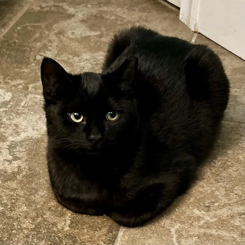A baby medium-sized male Domestic Short Hair cat named Newman for adoption in Stafford, VA