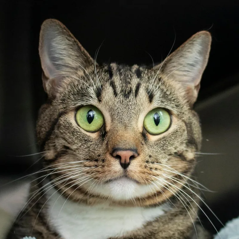 A senior medium-sized female Domestic Short Hair cat named Menerva for adoption in Middletown, RI