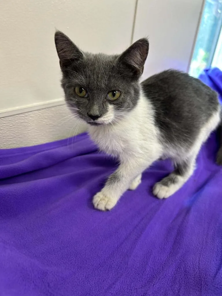 A baby small-sized male Domestic Short Hair cat named Tuna for adoption in Lavonia, GA