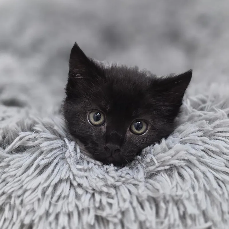 A baby small-sized female Black Domestic Short Hair cat named Ellamein for adoption in Buellton, CA