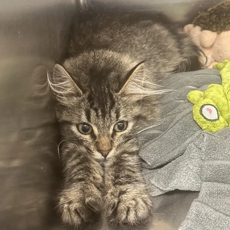 A baby small-sized male Domestic Long Hair cat named Cutie Pie for adoption in Newark, NJ