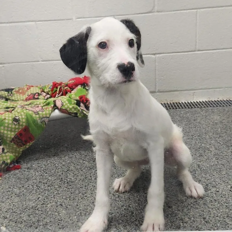 A baby small-sized female White / Cream Mixed Breed dog named Sally for adoption in Grand Rapids, MI
