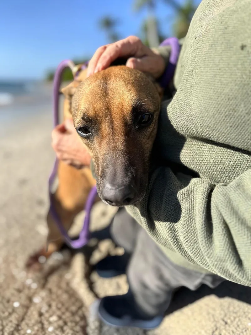 An adult medium-sized female Golden German Shepherd Dog dog named Sheena for adoption in Ventura, CA