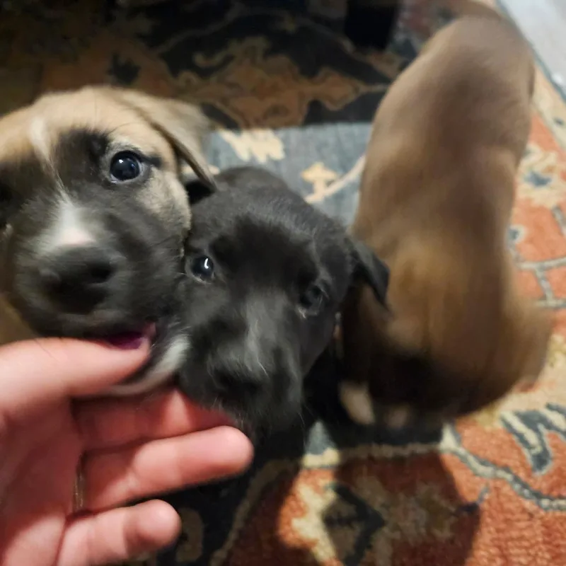 A baby medium-sized female Black Belgian Shepherd / Malinois dog named Misha for adoption in Oceanside, CA
