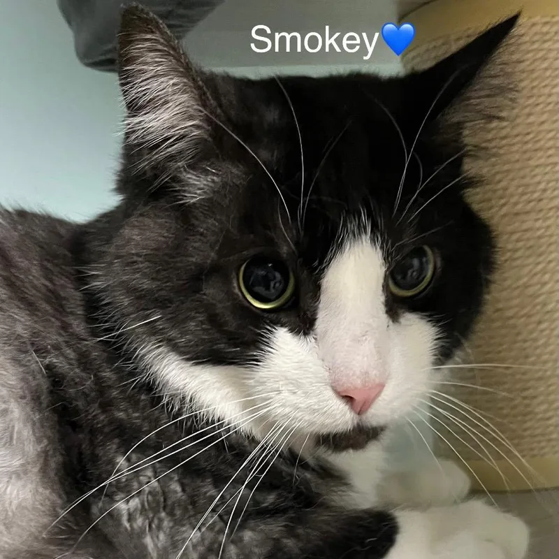 A senior large-sized male Black Domestic Short Hair cat named Smokey for adoption in Peachtree City, GA