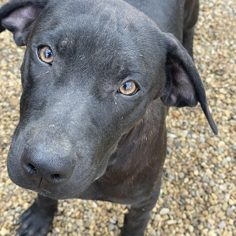 A baby large-sized female Labrador Retriever dog named Padme for adoption in Lacon, IL