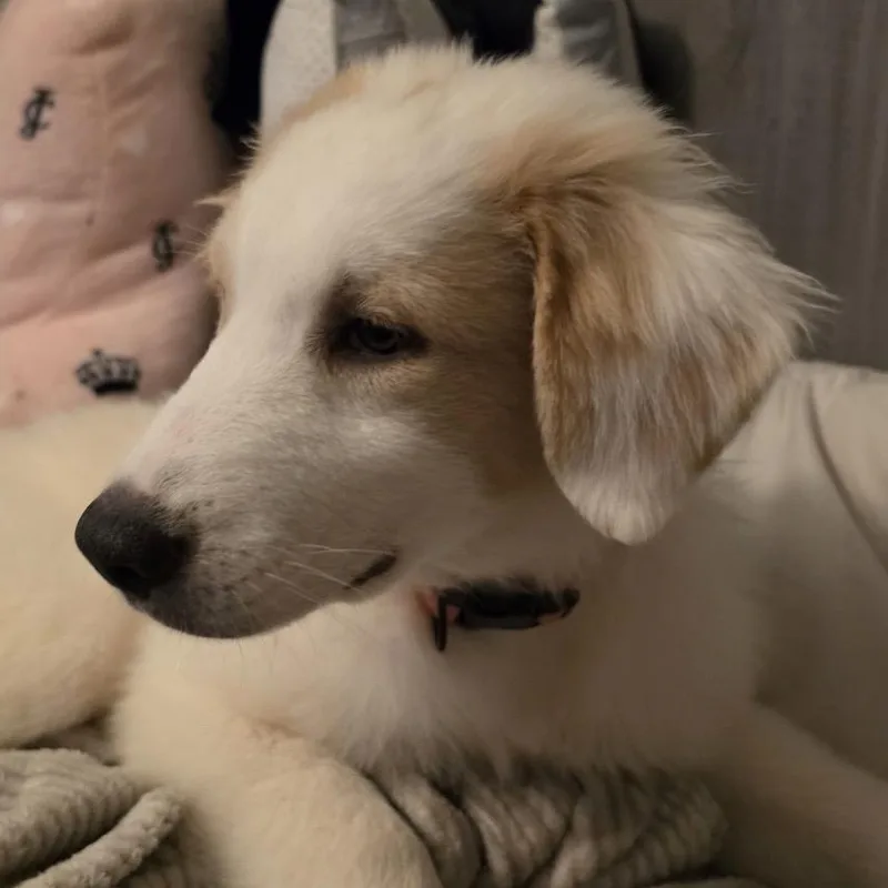 A baby large-sized female Great Pyrenees dog named Pebbles for adoption in Krum, TX