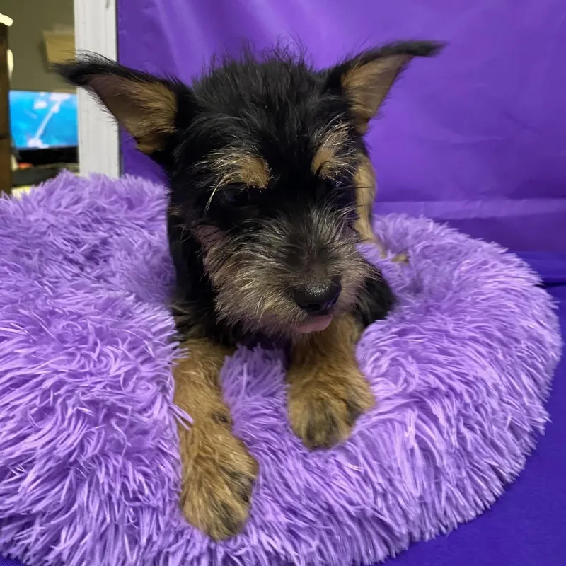A baby small-sized male Black Miniature Schnauzer dog named Dutton for adoption in North Myrtle Beach, SC