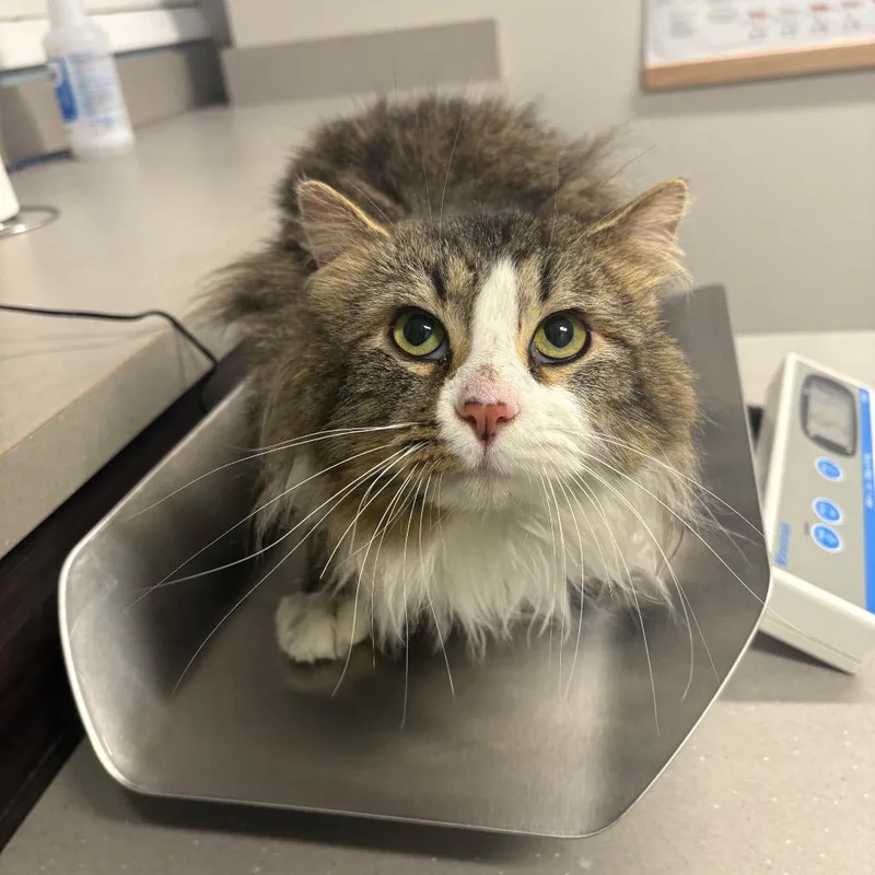 Baba Ganoush thumbnail 2