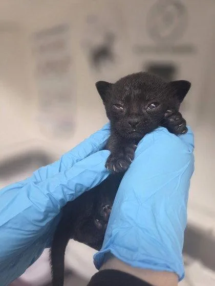 A baby small-sized male Domestic Short Hair cat named Elmo for adoption in Oakland, CA