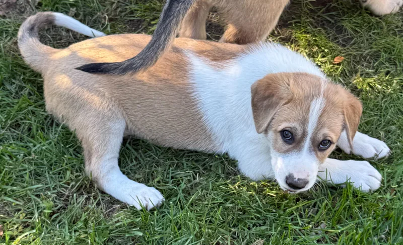A baby large-sized female Labrador Retriever dog named Snickerdoodle for adoption in Sun Prairie, WI
