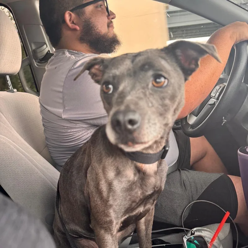 Prudence thumbnail 3