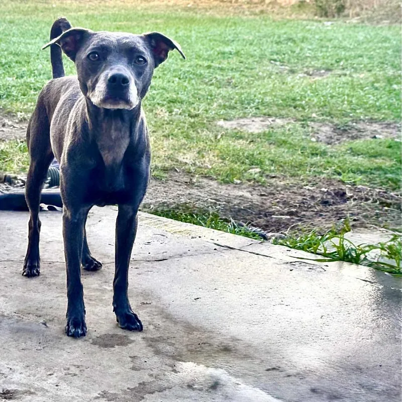 Prudence thumbnail 4