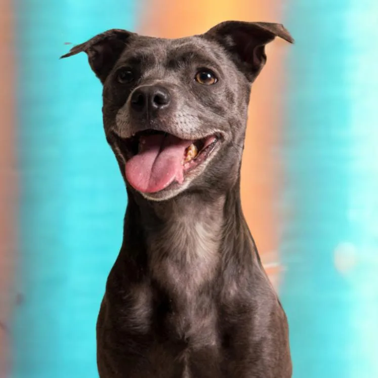 Prudence thumbnail 5